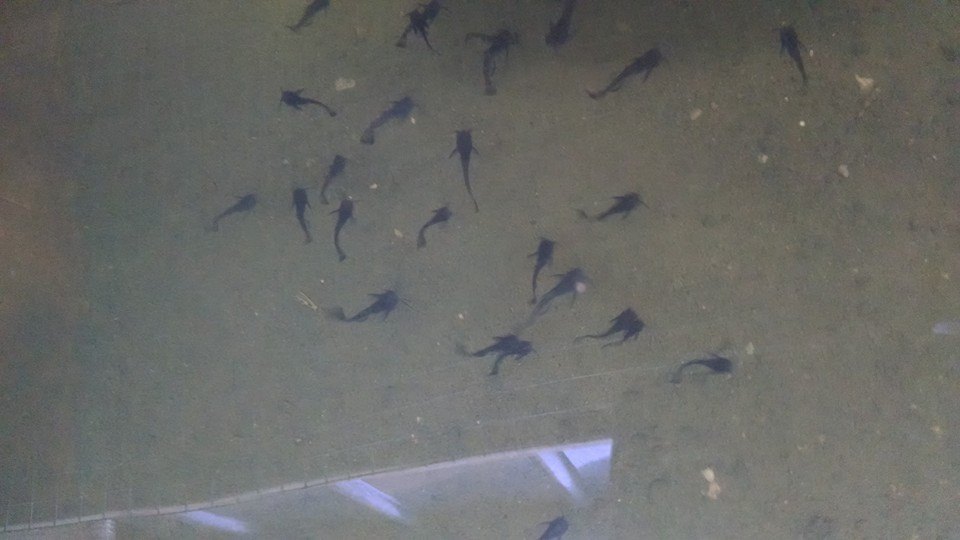 Our experience with bullhead catfish in aquaponics ...